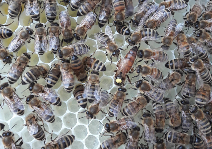 Königin Ilse auf frischer Wabe