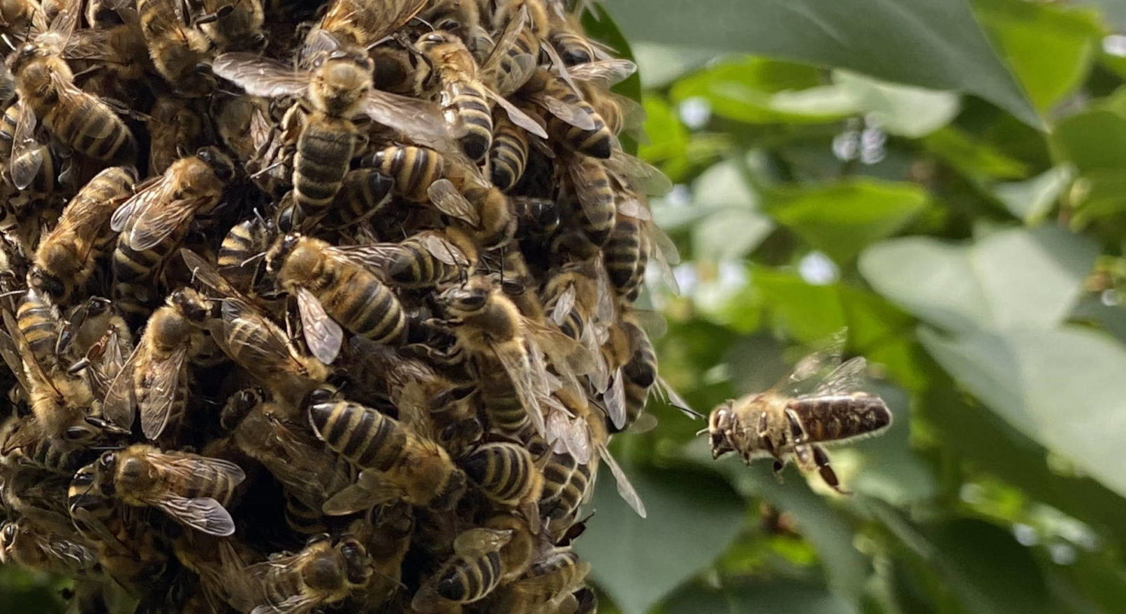 biene_im_anflug_an_den_schwarm