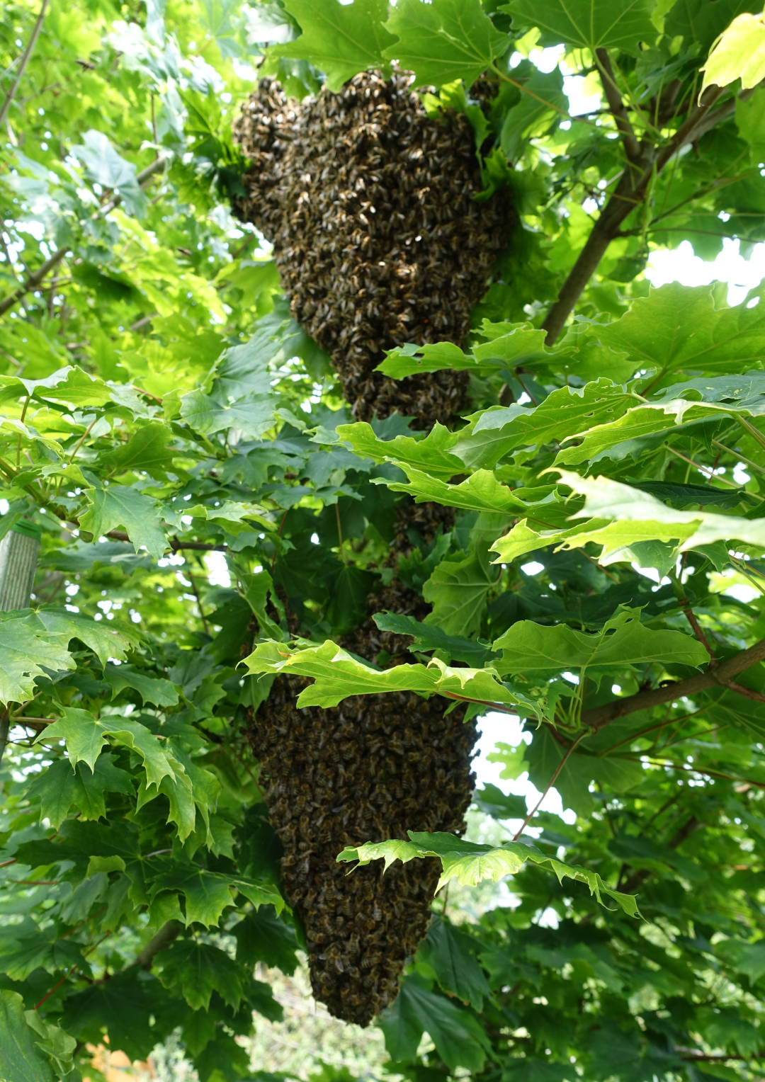 doppelter_schwarm_im_baum