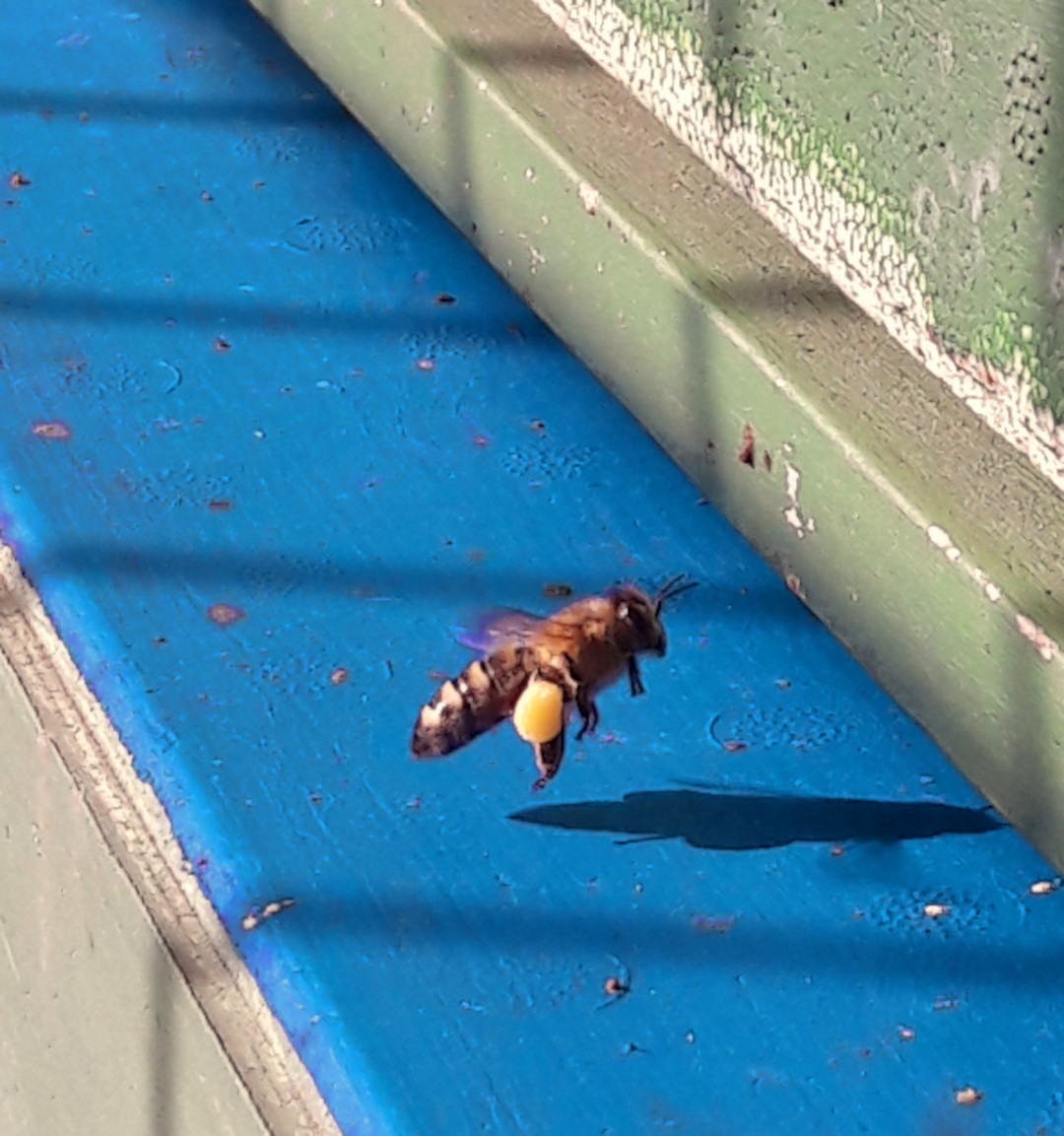 flugbiene_mit_pollenhoeschen