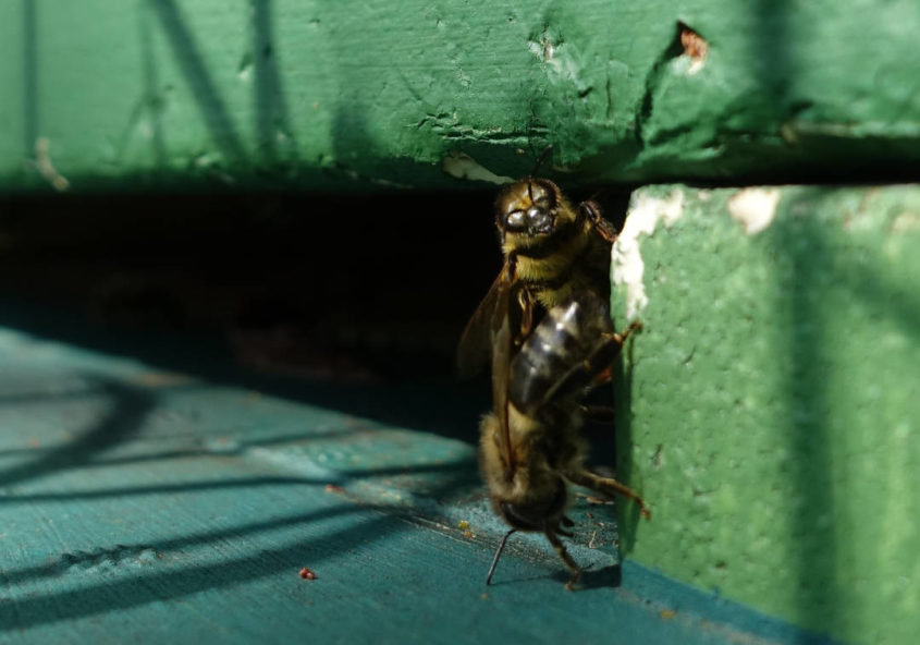 waechter-auf-den-flugbrettern