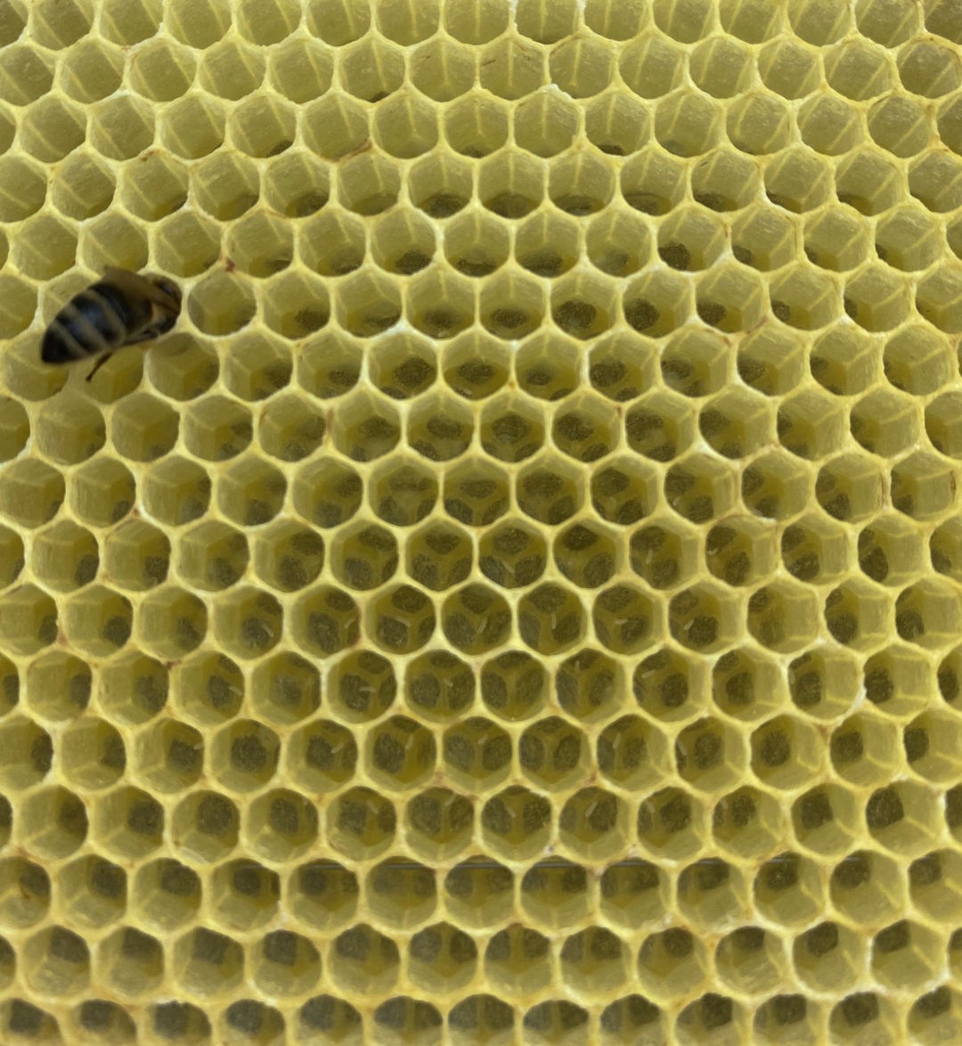 frisch_bestiftete_wabe