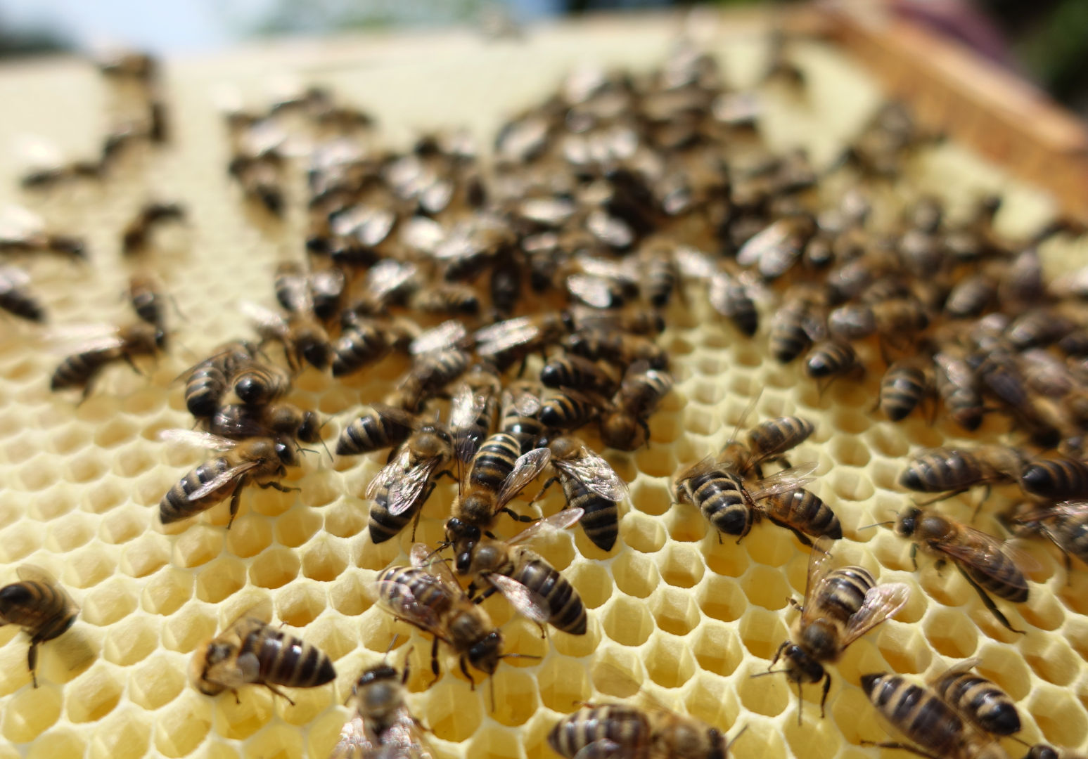 frische_wabe_mit_bienenbesatz