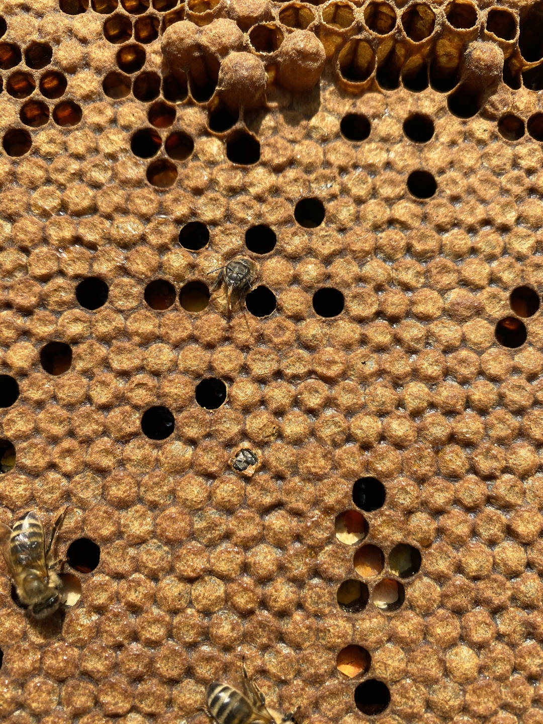 geburt_einer_arbeiterin