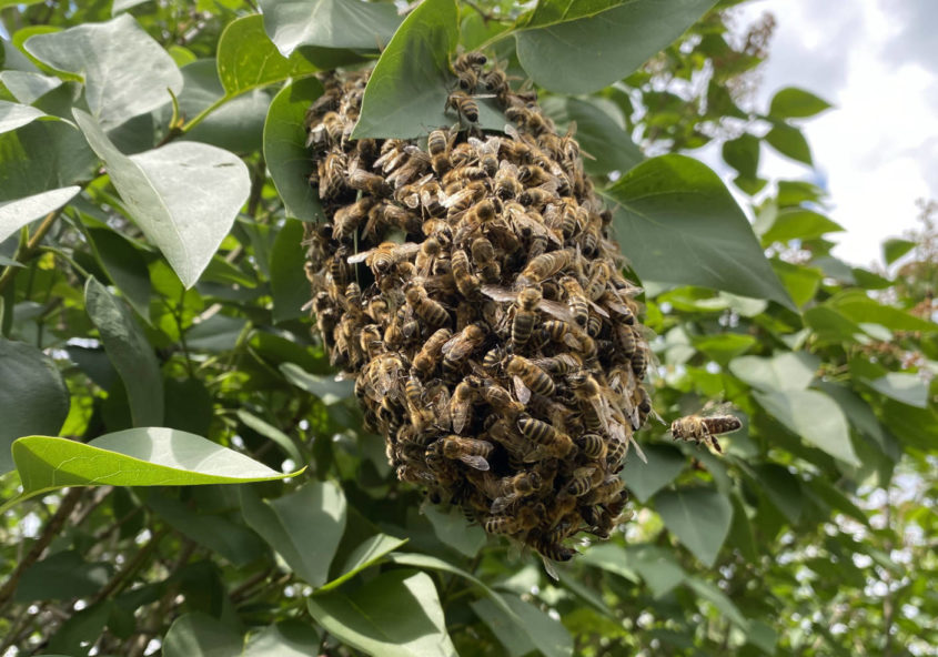 kleiner_schwarm_im_flieder