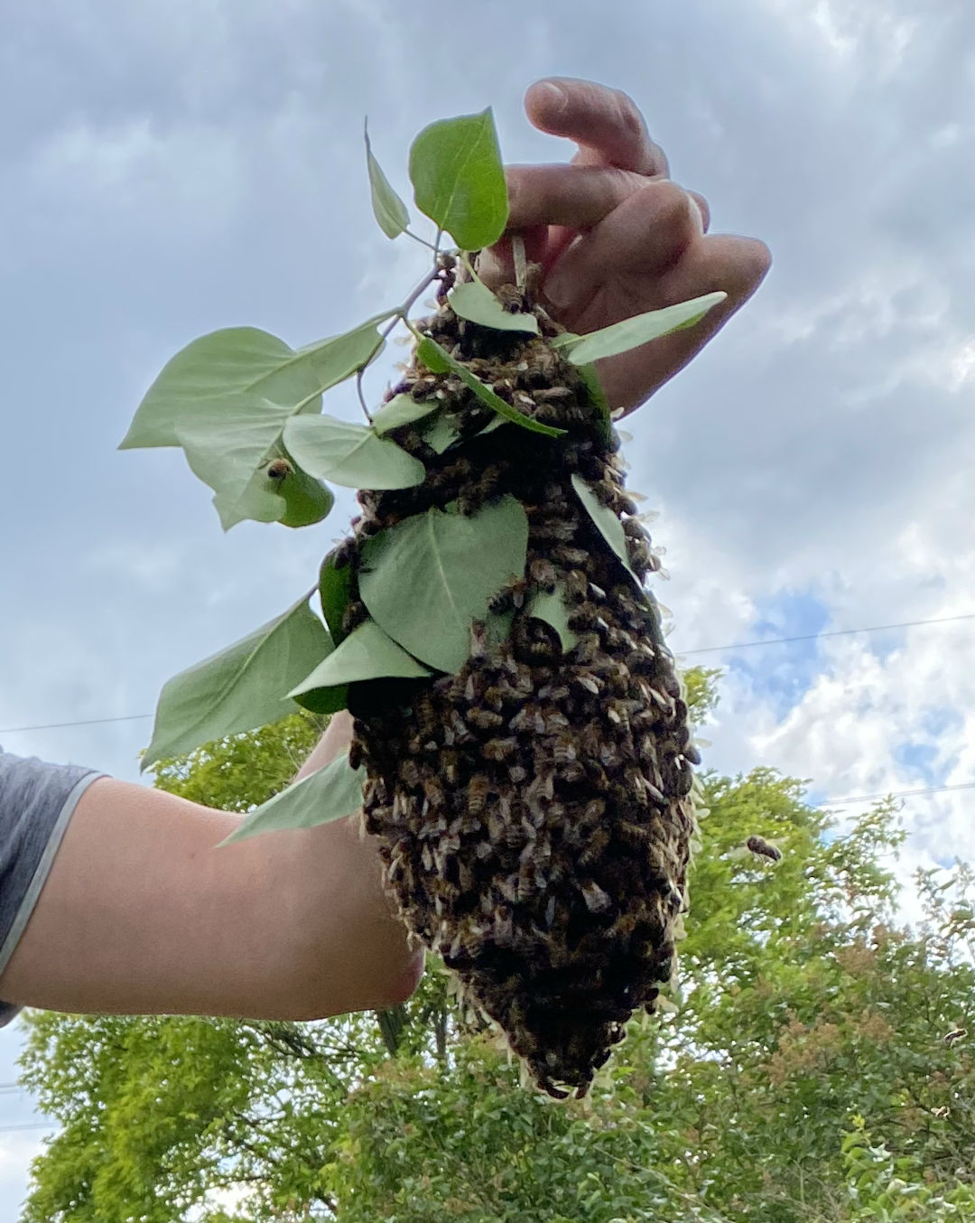 biene_im_anflug_an_den_schwarm