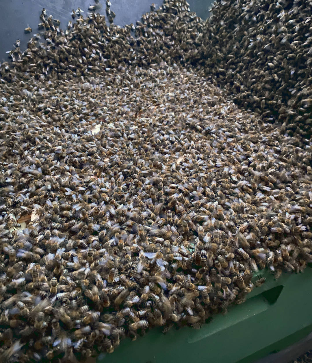 schwarm_eingeschlagen