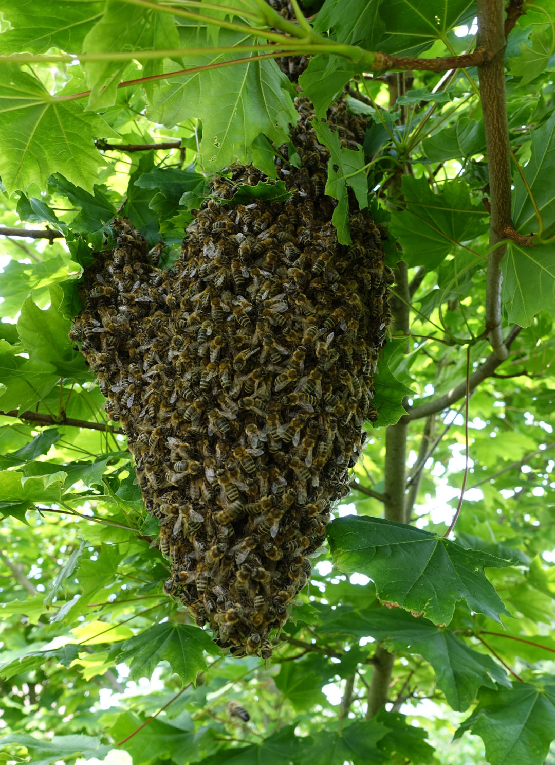schwarm_im_baum