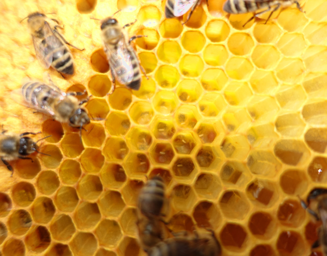 wabe_mit_frischen_stiften