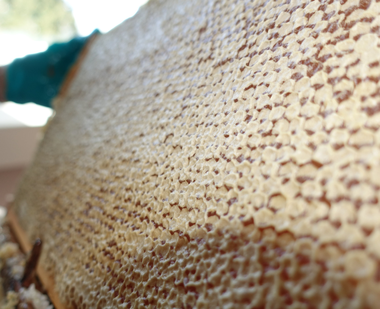 wabe_vor_entdeckelung