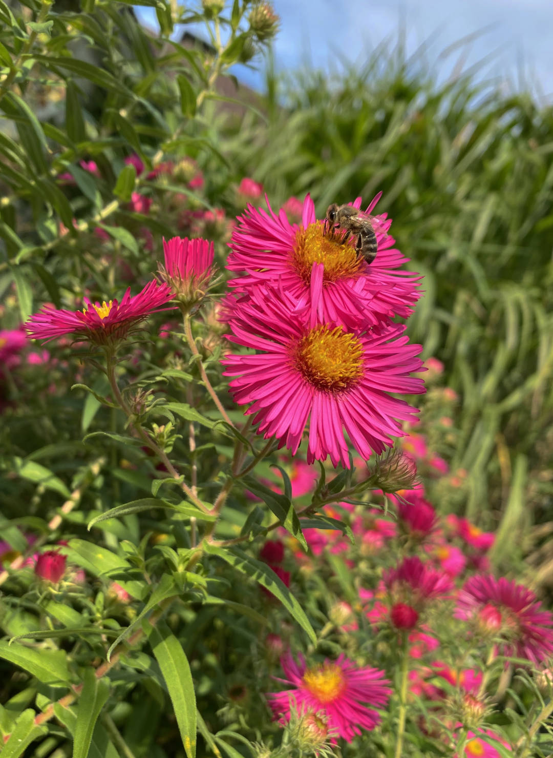Biene_auf_pinker_Aster